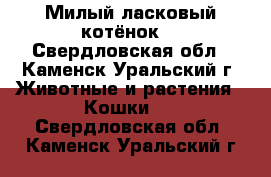 Милый ласковый котёнок  - Свердловская обл., Каменск-Уральский г. Животные и растения » Кошки   . Свердловская обл.,Каменск-Уральский г.